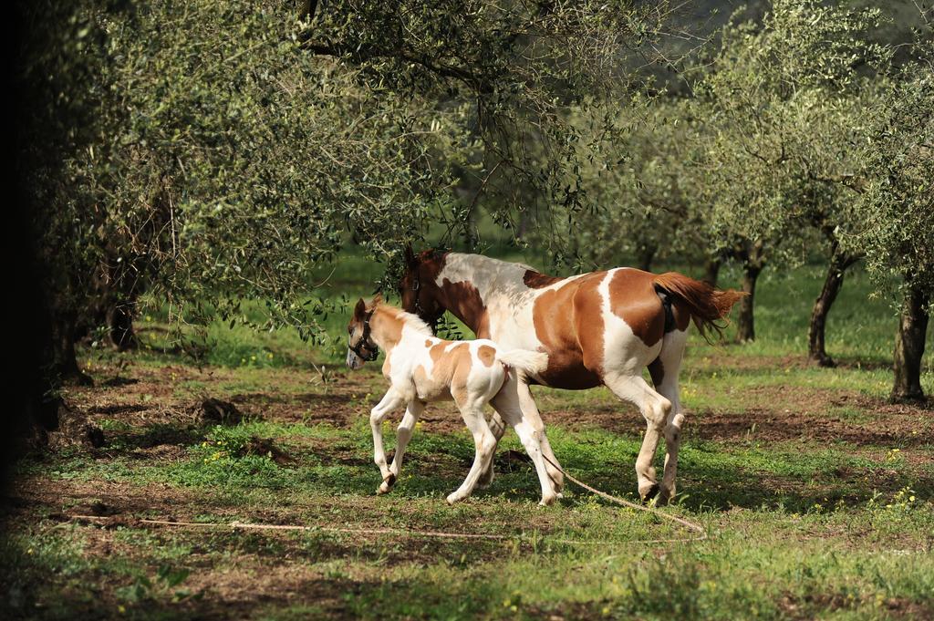 Agriturismo Frantoio Mafrica Limbadi Bagian luar foto
