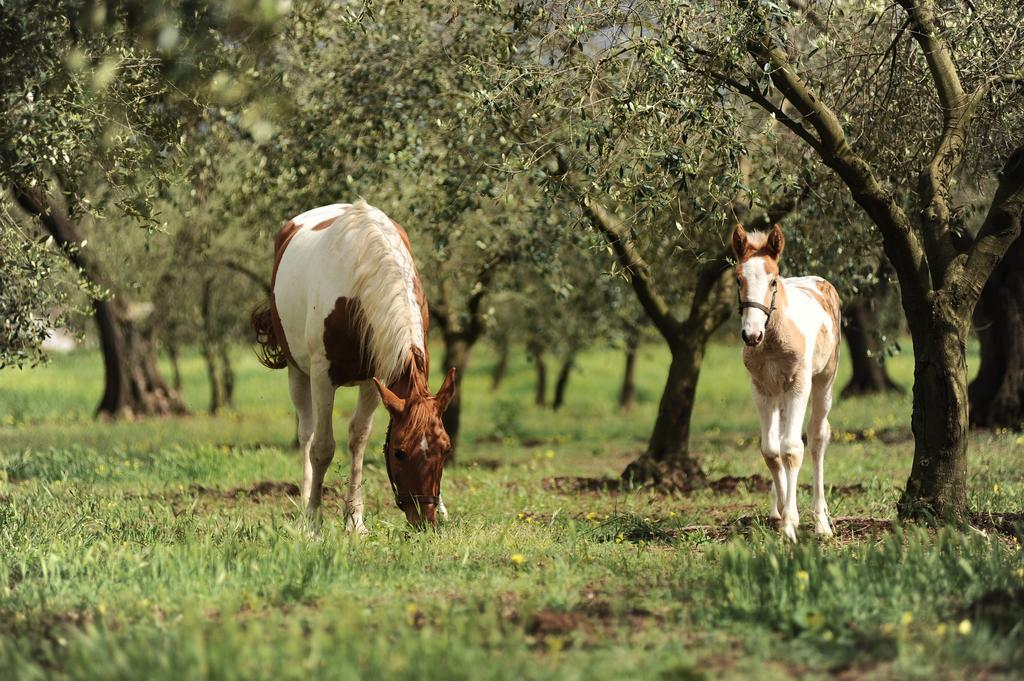 Agriturismo Frantoio Mafrica Limbadi Bagian luar foto