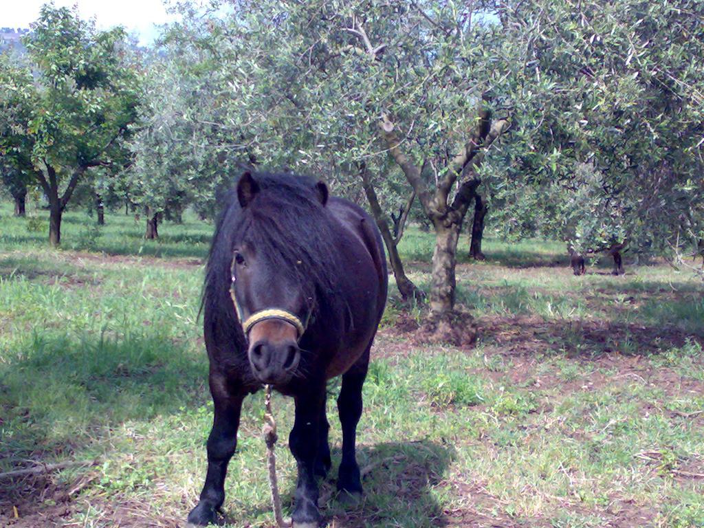 Agriturismo Frantoio Mafrica Limbadi Bagian luar foto