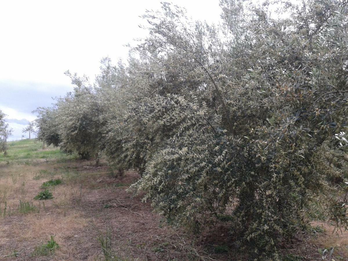 Agriturismo Frantoio Mafrica Limbadi Bagian luar foto